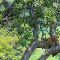 Tarangire National Park