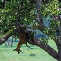 Tarangire National Park