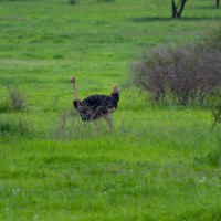 Tarangire National Park