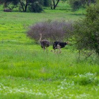 Tarangire National Park