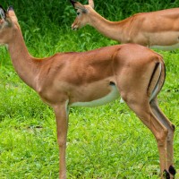 Tarangire National Park