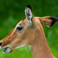 Tarangire National Park