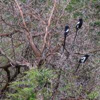 Tarangire National Park