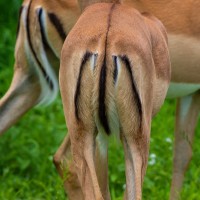 Tarangire National Park