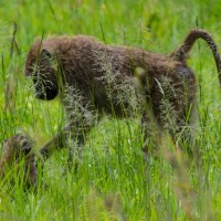 Tarangire National Park