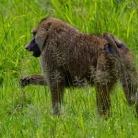 Tarangire National Park