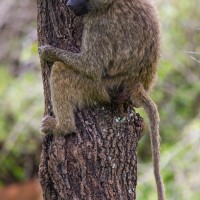 Tarangire National Park