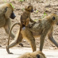 Tarangire National Park