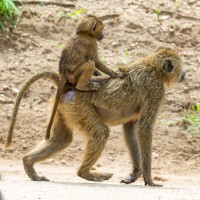 Tarangire National Park