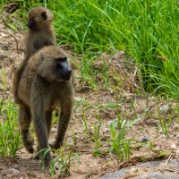 Tarangire National Park