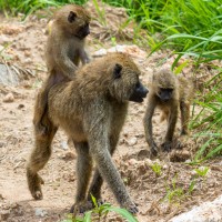 Tarangire National Park