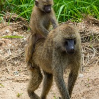 Tarangire National Park