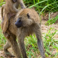 Tarangire National Park