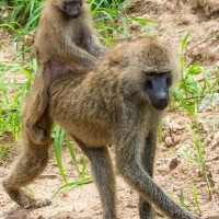 Tarangire National Park