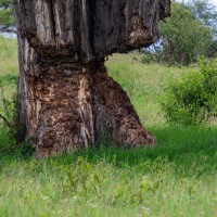 Tarangire National Park