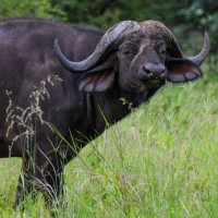 Tarangire National Park