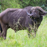 Tarangire National Park