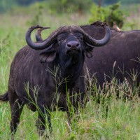 Tarangire National Park