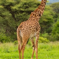 Tarangire National Park