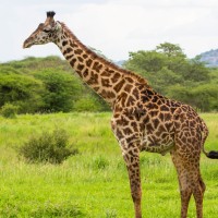 Tarangire National Park