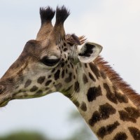 Tarangire National Park