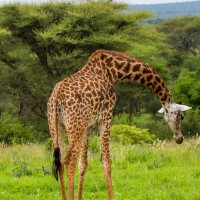 Tarangire National Park