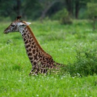 Tarangire National Park