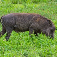 Tarangire National Park