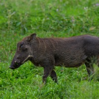 Tarangire National Park