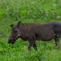 Tarangire National Park