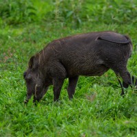 Tarangire National Park