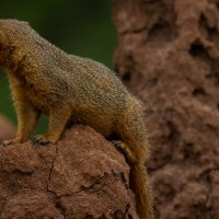 Tarangire National Park