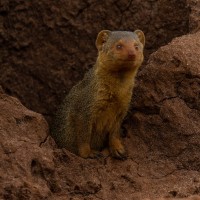 Tarangire National Park