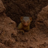 Tarangire National Park