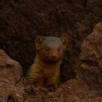 Tarangire National Park