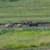 Ngorongoro Crater