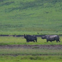 Ngorongoro Crater