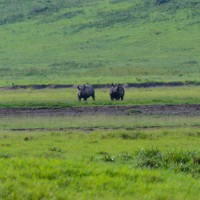 Ngorongoro Crater