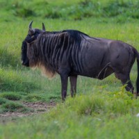 Ngorongoro Crater