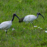 Ngorongoro Crater