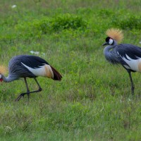 Ngorongoro Crater