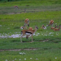 Ngorongoro Crater