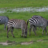 Ngorongoro Crater