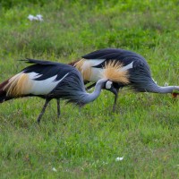 Ngorongoro Crater