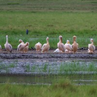 Ngorongoro Crater