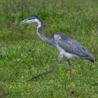 Ngorongoro Crater