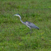 Ngorongoro Crater