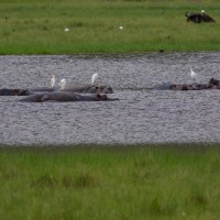 Ngorongoro Crater