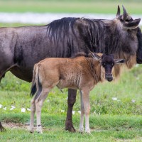 Ngorongoro Crater