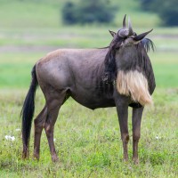 Ngorongoro Crater